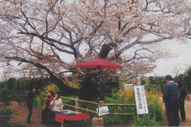 フォトコンクール：黄門桜