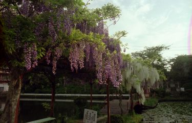 フォトコンクール：池端の春