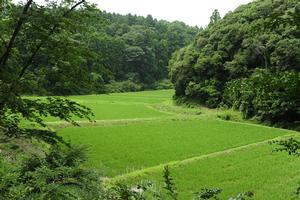 周辺には緑豊かな谷津田が広がるの画像