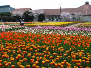 のさか花の広場の様子01