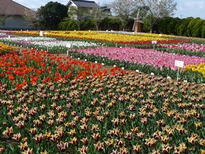 のさか花の広場の様子02