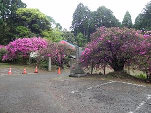 サンプル画像1