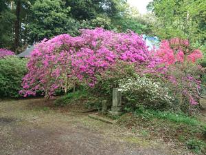 平成30年 圓實寺 えんじつじ の大つつじ開花情報 匝瑳市公式ホームページ