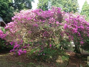 平成30年 圓實寺 えんじつじ の大つつじ開花情報 匝瑳市公式ホームページ
