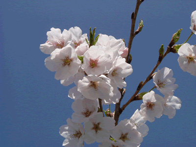 桜の記念樹02