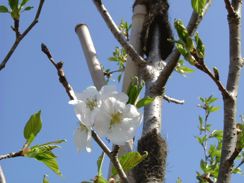 大島桜01