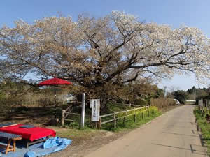 黄門桜（観光スポット）