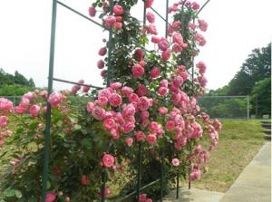 天神山公園バラのアーチ