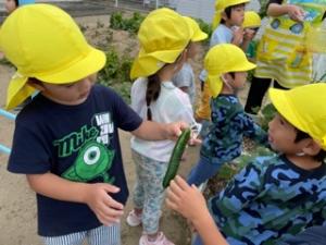 八日市場幼稚園 R3 きゅうりの収穫2