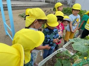 八日市場幼稚園 4歳児 きゅうりの収穫3