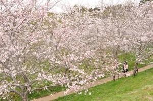 天神山公園の桜ガイドマップ用