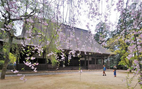桜、香る飯高寺