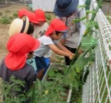 R4八幼　年中野菜の収穫1
