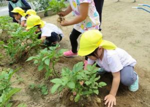 八日市場幼稚園　