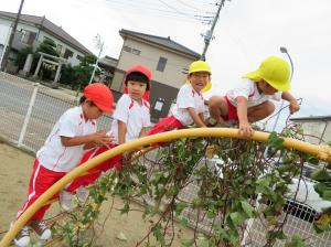 芋づるで遊んだよ6