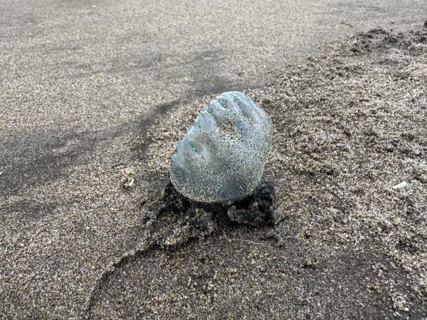 堀川浜に漂着したカツオノエボシ