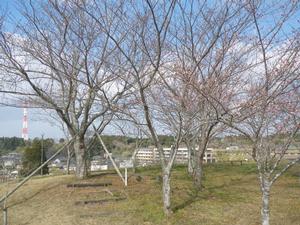 平成31年 天神山公園桜開花情報-天神山公園桜　3月25日-1