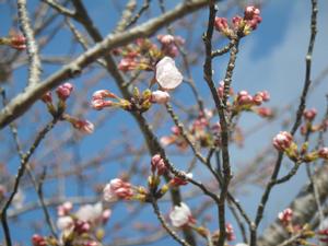 平成31年 天神山公園桜開花情報-天神山公園桜　3月25日-2