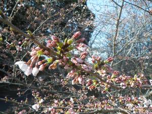 平成31年 天神山公園桜開花情報-天神山公園桜　3月27日-1