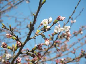 平成31年 天神山公園桜開花情報-天神山公園桜　3月27日-2