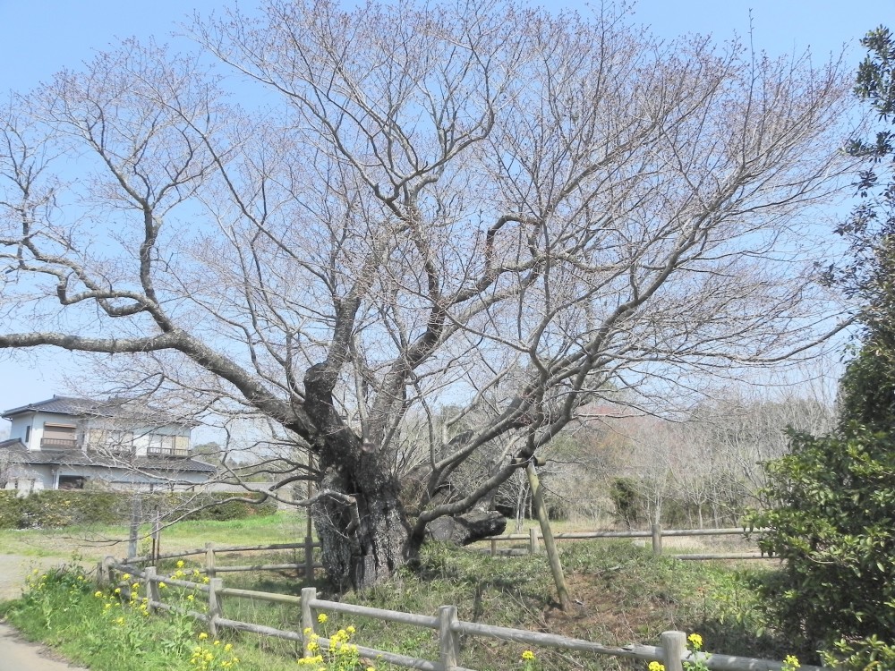 平成31年 黄門桜開花情報-3.27 黄門桜1