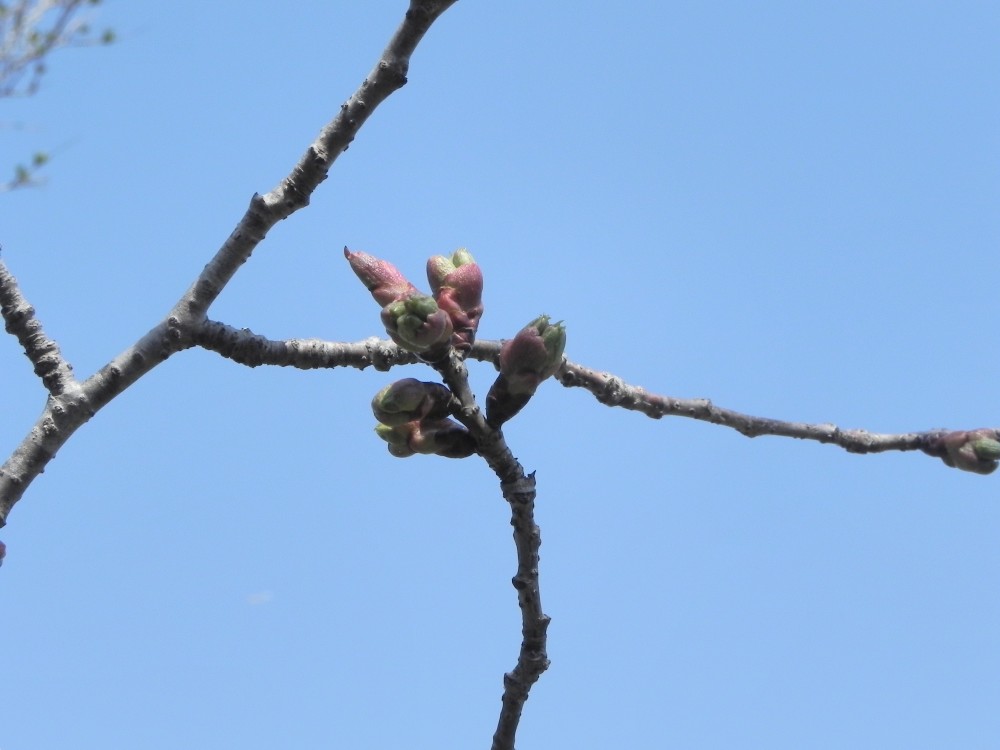 平成31年 黄門桜開花情報-3.27 黄門桜2