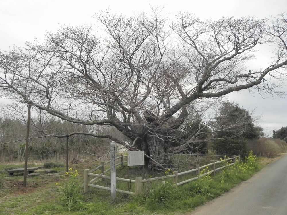 平成31年 黄門桜開花情報-3.29　黄門桜1