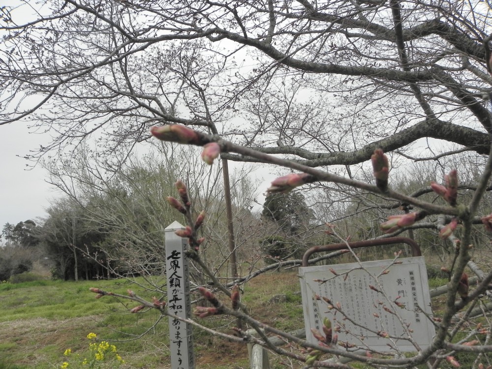 平成31年 黄門桜開花情報-3.29　黄門桜2