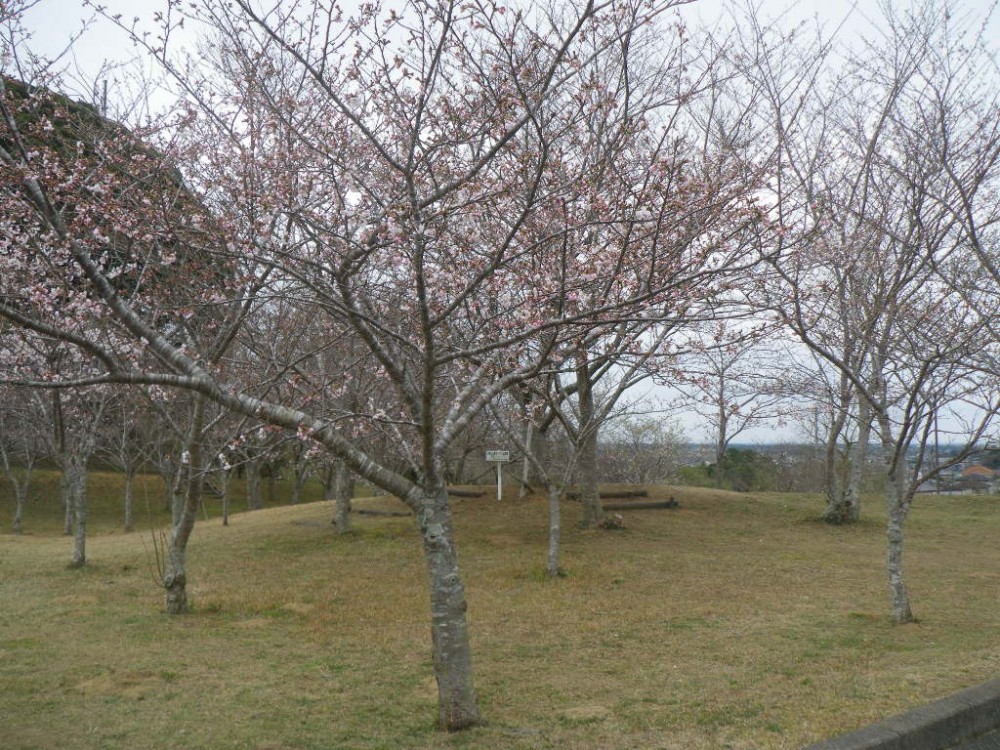 平成31年 天神山公園桜開花情報-天神山公園桜　3月29日ｰ1