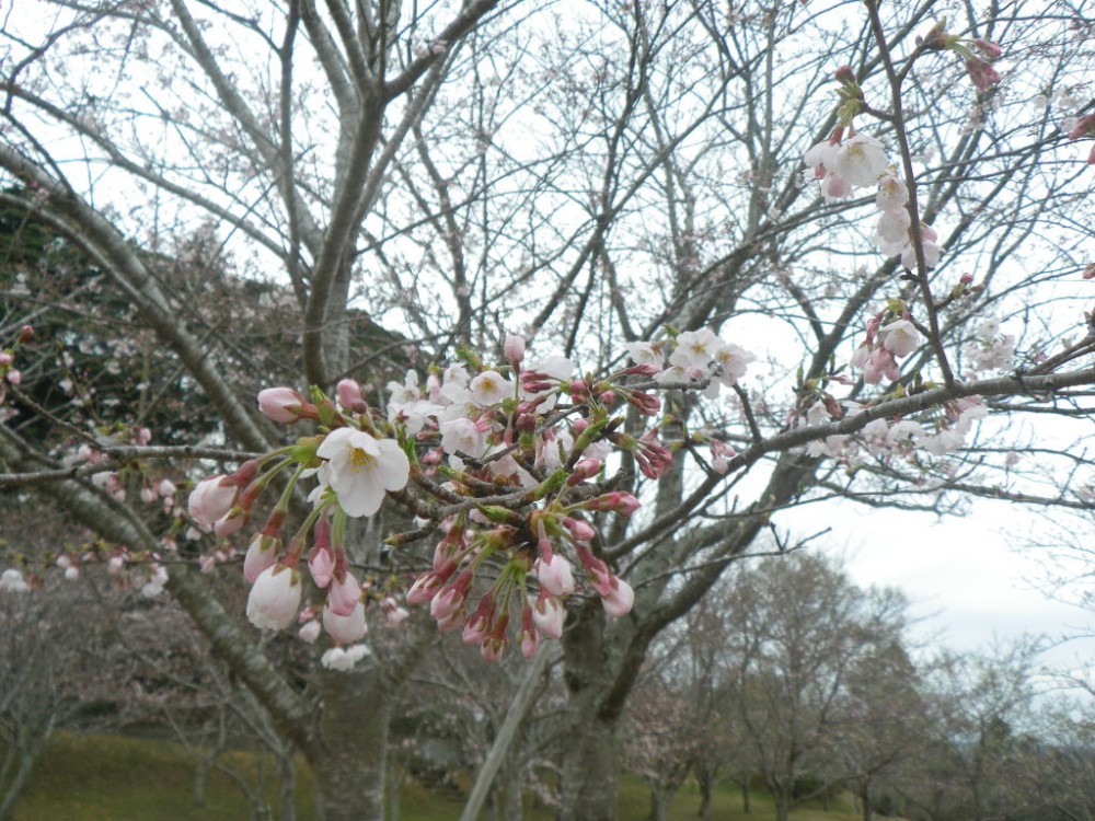 平成31年 天神山公園桜開花情報-天神山公園桜　3月29日ｰ2