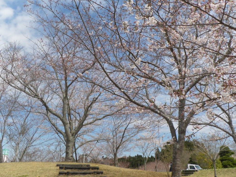 平成31年 天神山公園桜開花情報-天神山公園桜　4月1日ｰ1