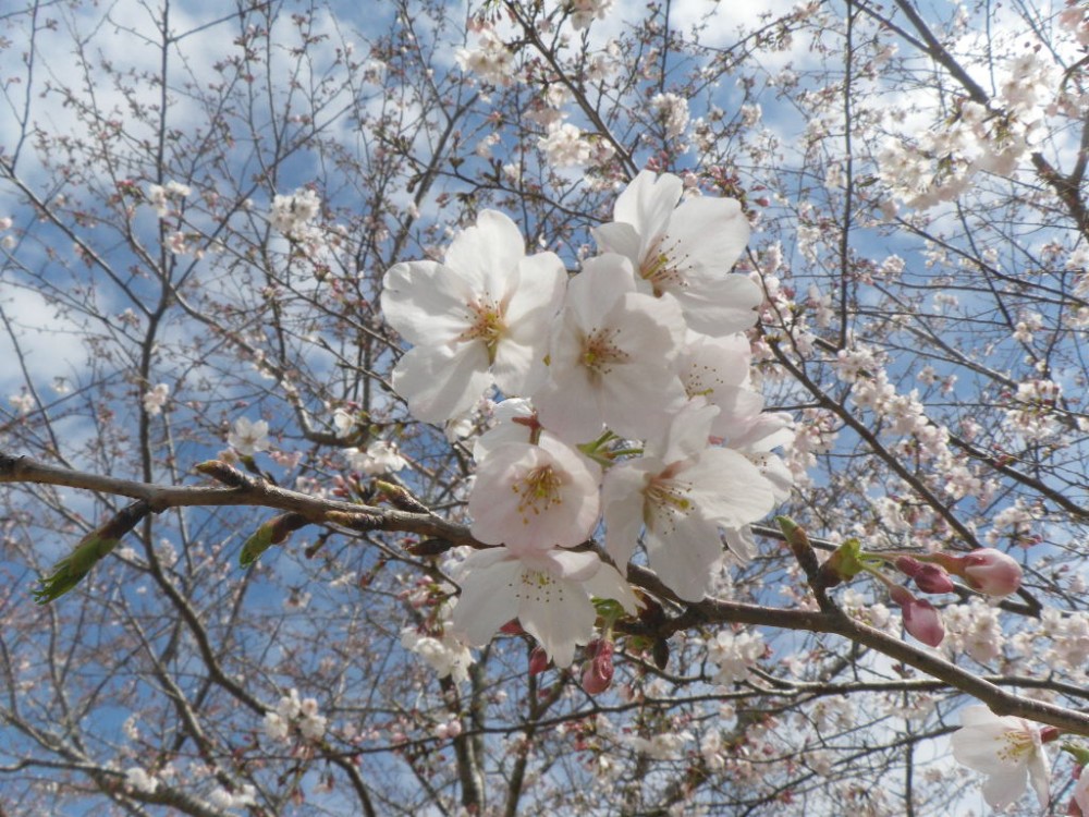 平成31年 天神山公園桜開花情報-天神山公園桜　4月1日-2