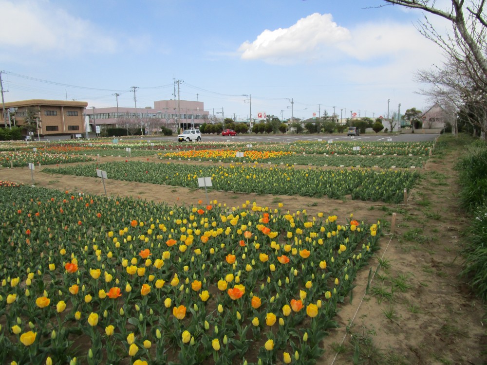 平成31年 のさか花の広場チューリップ開花情報-のさかチューリップ2019年4月1日