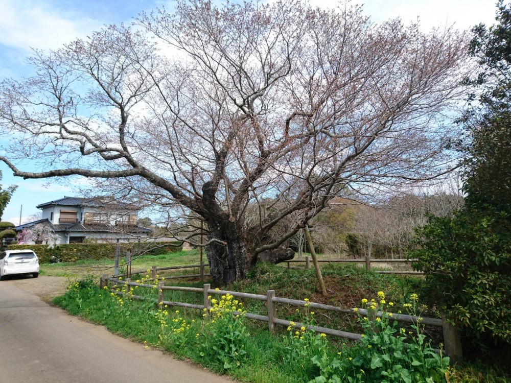 平成31年 黄門桜開花情報-4.1　黄門桜1