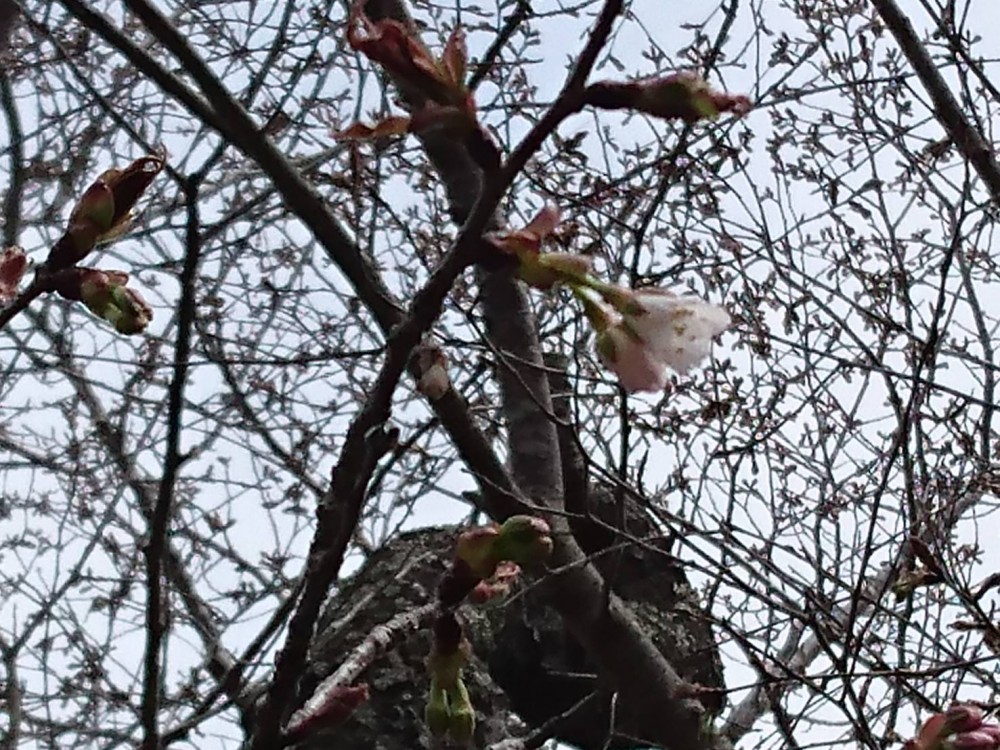 平成31年 黄門桜開花情報-4.1　黄門桜2