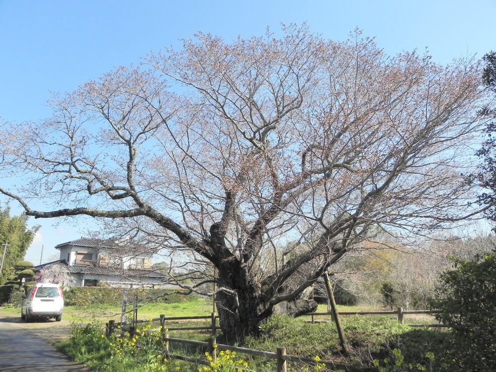 平成31年 黄門桜開花情報-4.2　黄門桜1