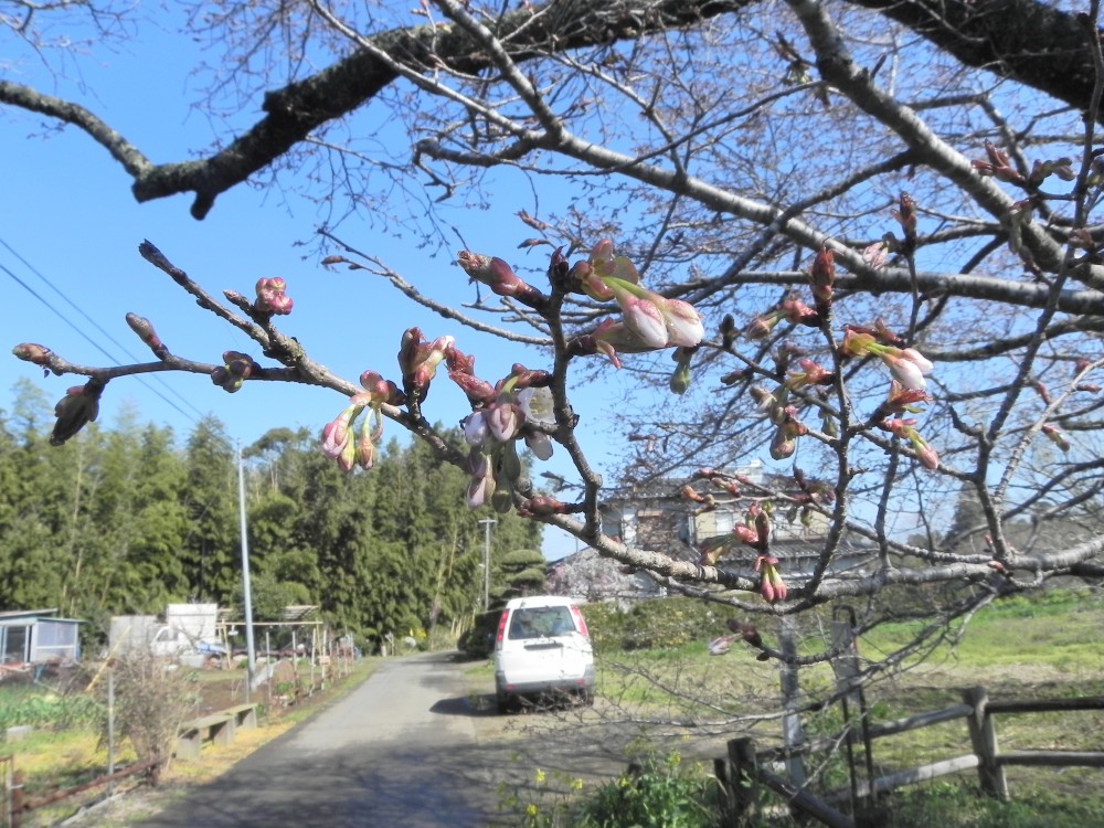 平成31年 黄門桜開花情報-4.2　黄門桜2