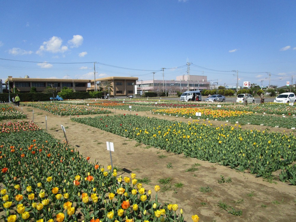 平成31年 のさか花の広場チューリップ開花情報-のさかチューリップ4月2日