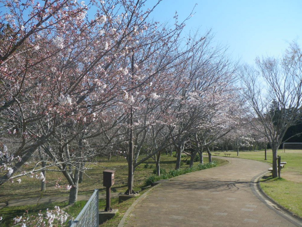 平成31年 天神山公園桜開花情報-天神山公園桜　4月3日ｰ1