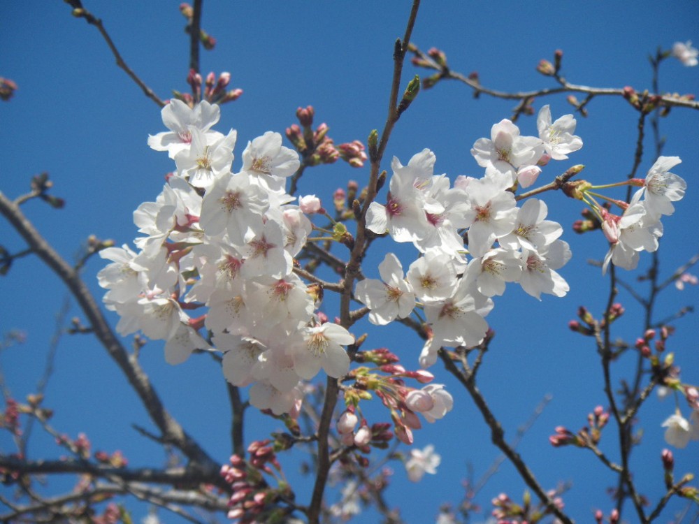 平成31年 天神山公園桜開花情報-天神山公園桜　4月3日ｰ2