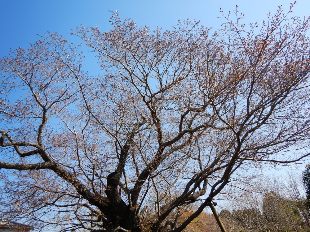 平成31年 黄門桜開花情報-4.3　黄門桜1