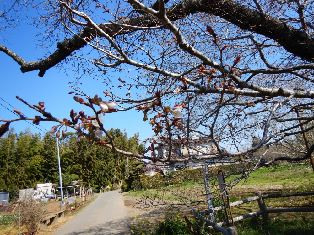 平成31年 黄門桜開花情報-4.3　黄門桜2