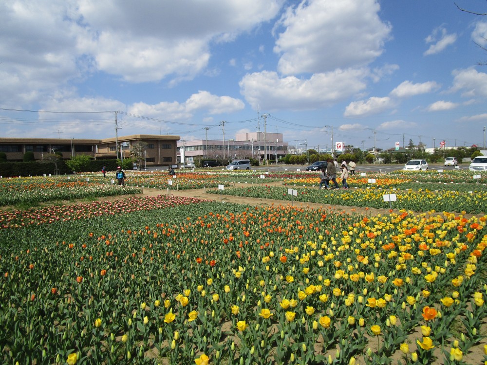 平成31年 のさか花の広場チューリップ開花情報-のさかチューリップ4月3日