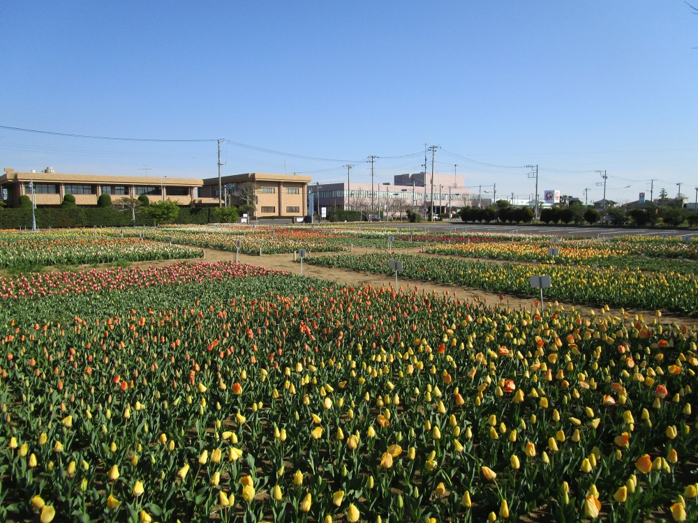 平成31年 のさか花の広場チューリップ開花情報-のさかチューリップ4月4日