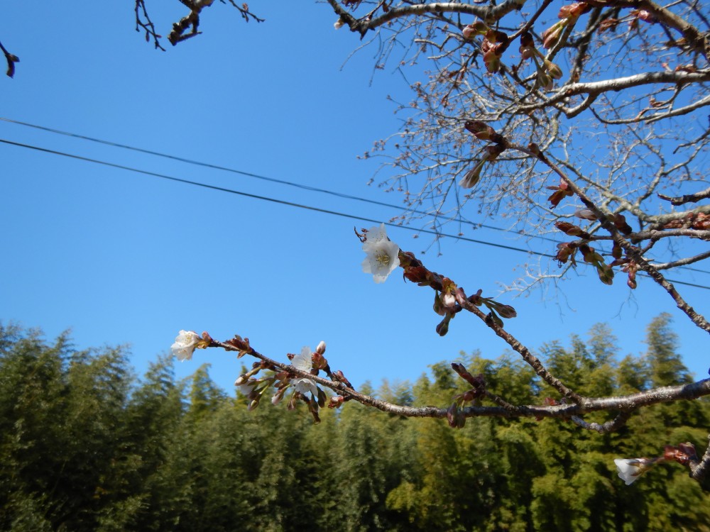 平成31年 黄門桜開花情報-4.4　黄門桜1