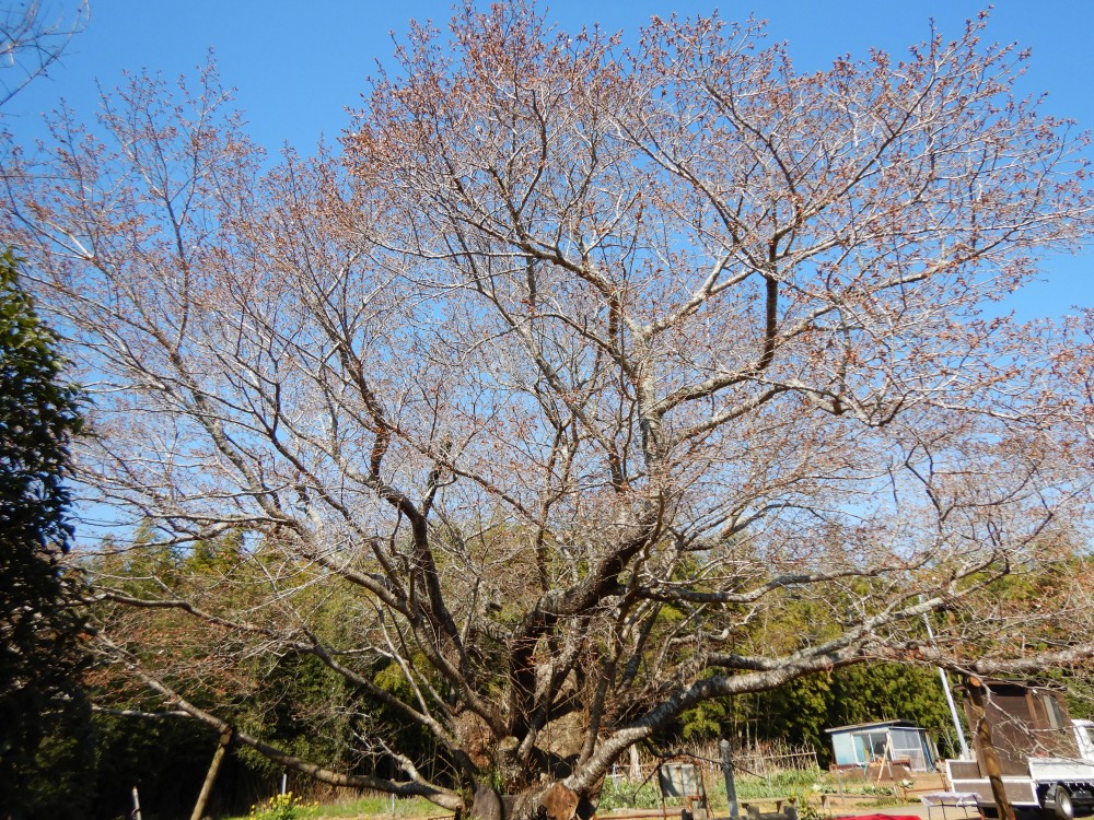 平成31年 黄門桜開花情報-4.4　黄門桜2