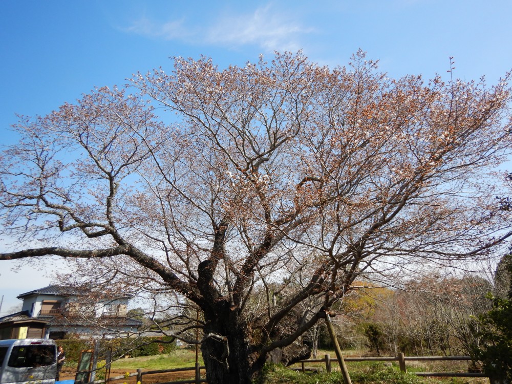 平成31年 黄門桜開花情報-4.5　黄門桜1