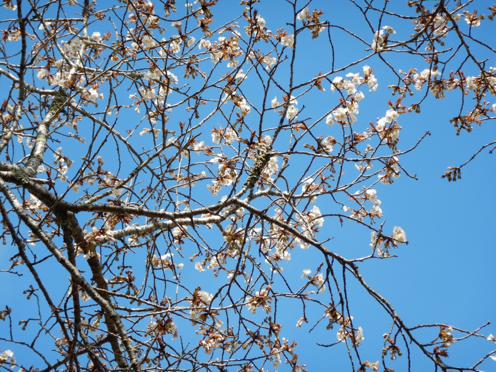 平成31年 黄門桜開花情報-4.5　黄門桜2