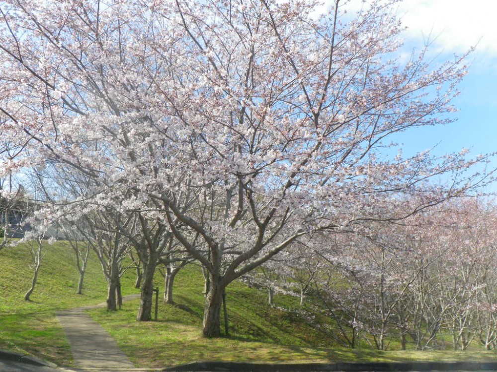 平成31年 天神山公園桜開花情報-天神山公園桜　4月5日ｰ1