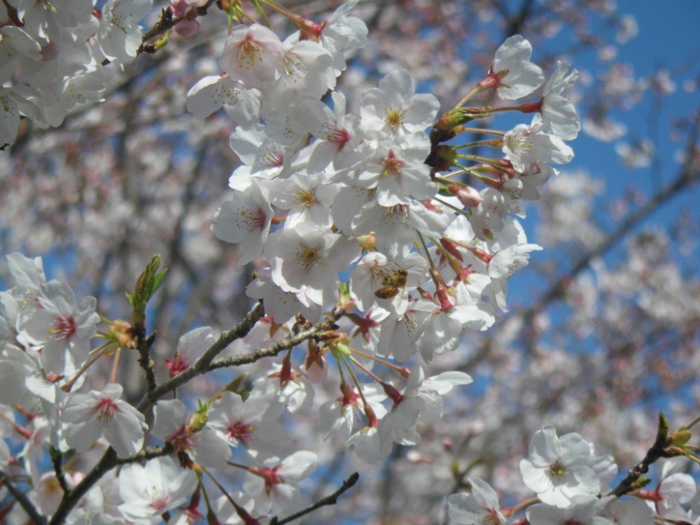 平成31年 天神山公園桜開花情報-天神山公園桜　4月5日ｰ2